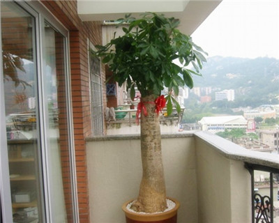 盆栽发财树怎么养，盆栽发财树的养殖方法和注意事项