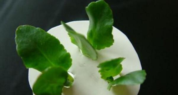 如何用叶片扦插的方法来繁殖长寿花