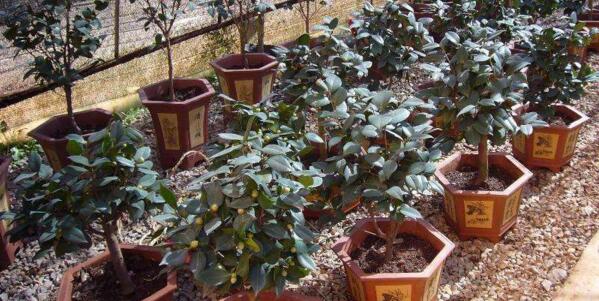 盆栽茶花宜用酸性土